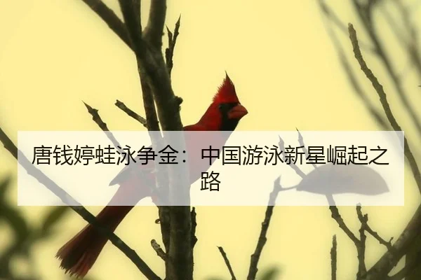 唐钱婷蛙泳争金：中国游泳新星崛起之路